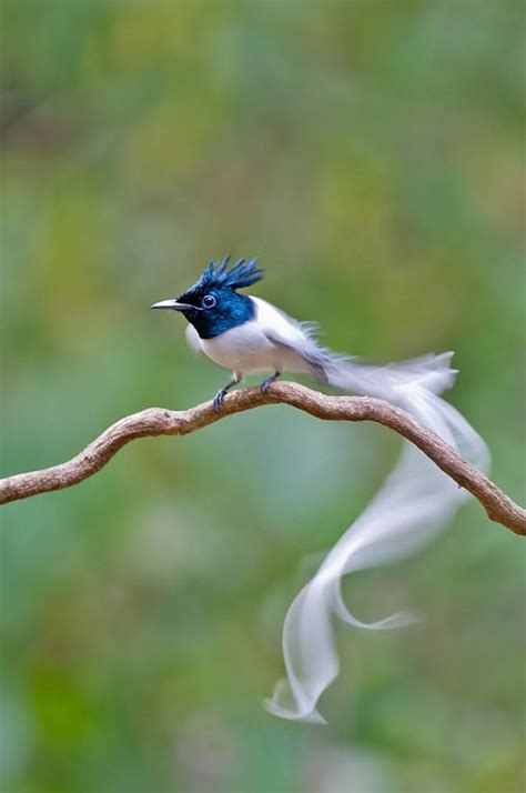 what a beautiful tail white morph asian paradise flycatcher terpsiphone paradisi in india by
