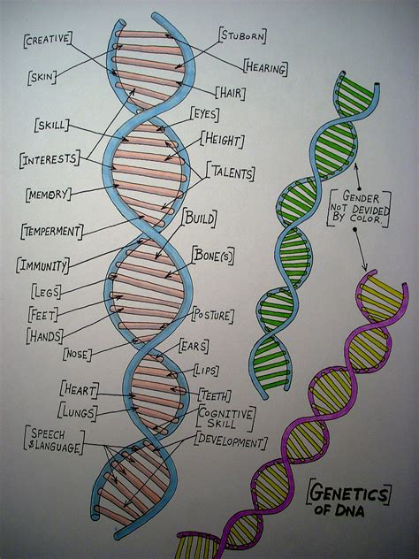 Human Dna Hand Drawn By Stephanie Bissonnette Human Dna How To