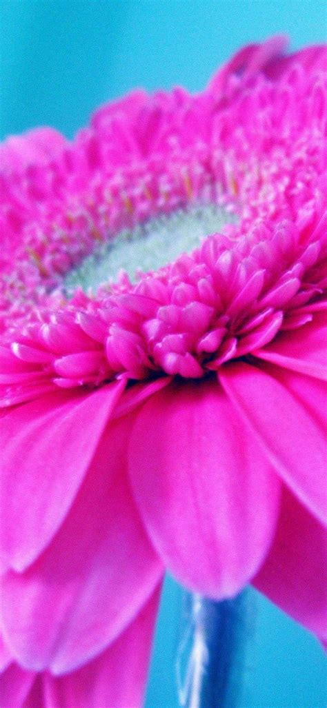 Hot Pink Flower 1080x2340