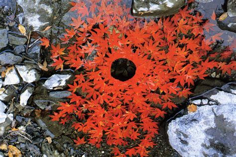 Andy Goldsworthy Creates Ephemeral Land Art With Natural