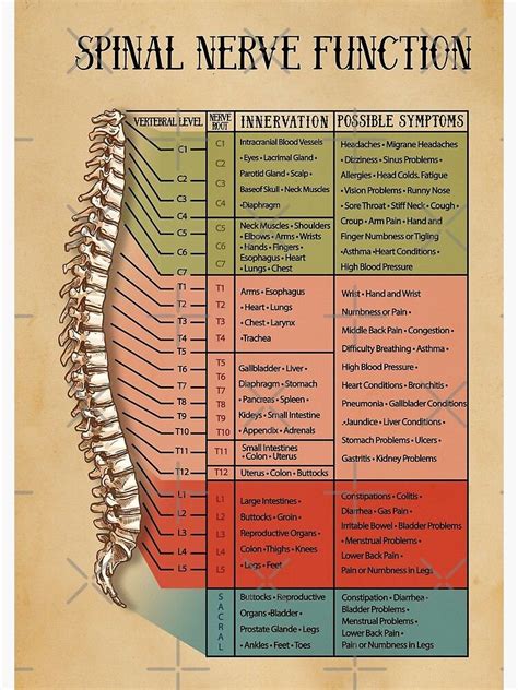 Health Facts Health Info Health And Nutrition Spine Health Body