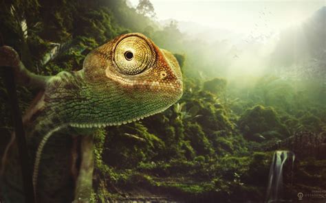Animals Chameleons Lizards Desktopography 1920x1200 Wallpaper