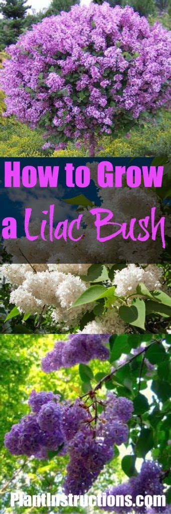 If you're a black market. How to Grow Lilacs - Plant Instructions