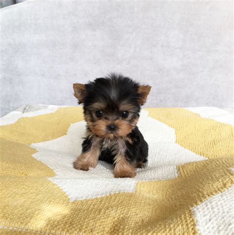 We do have poodle mix breeds as well. Micro Teacup Yorkie Puppy for sale | iHeartTeacups
