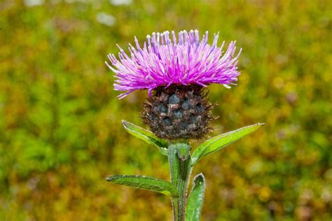 Common Knapweed Thistle Like Vibrant Purple Blooms Which Reappear