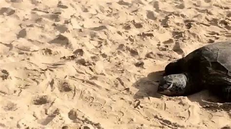 Real Turtles On Da Beach Youtube