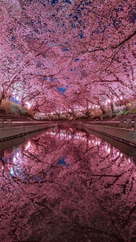 Cherry Blossoms In Japan Artofit