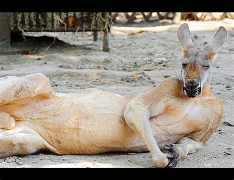 Just Lounging Around Animals Friday Funny Pictures Animal Pictures