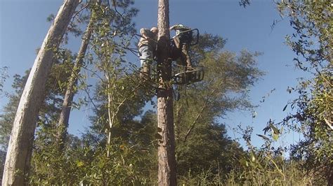 Public Land Outdoors Treestand Climbing Technique And Tips To Be A
