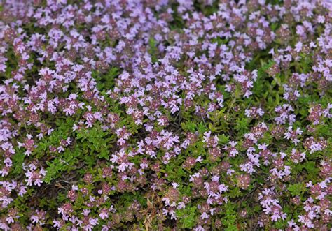 How To Grow And Care For Creeping Thyme