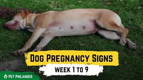 Ppt Dog Pregnancy Signs Week 1 To 9 Pet Health Powerpoint
