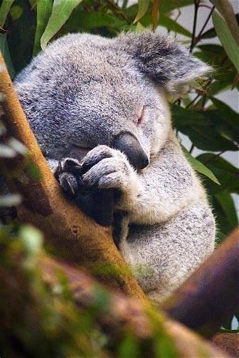 Cute Sleeping Koala Bear Puts A Smile On Your Face Seeing