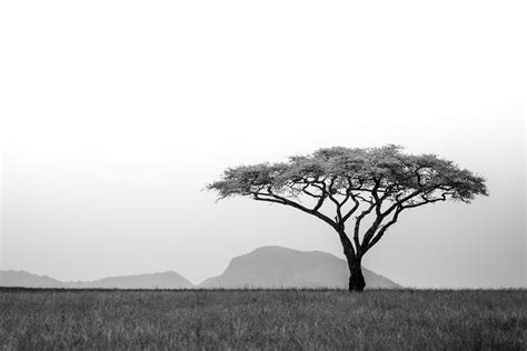 Lone Tree Tanzania On Behance