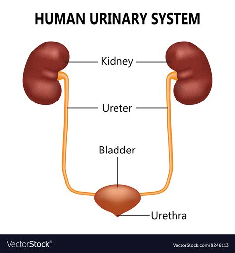 Urinary System Royalty Free Vector Image Vectorstock
