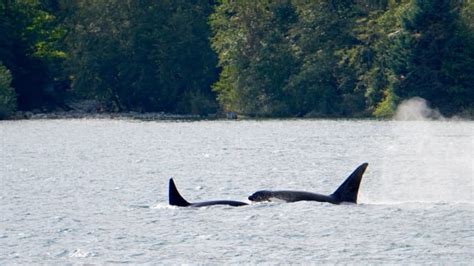 Inbreeding Is Hampering Population Growth For Orcas Study Finds Cbc News