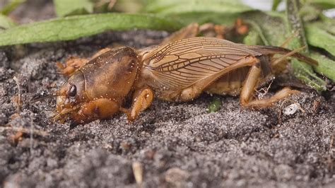 If something has been dining on your garden goodies, chances are it isn't a mole. How to Kill Mole Crickets in the Lawn | Ortho