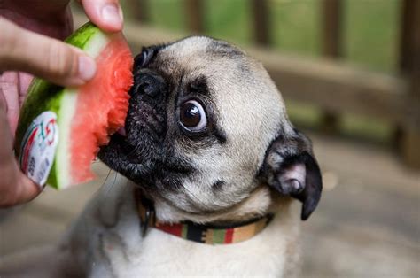Descubre La Lista De Frutas Y Verduras Que Pueden Comer Los Perros