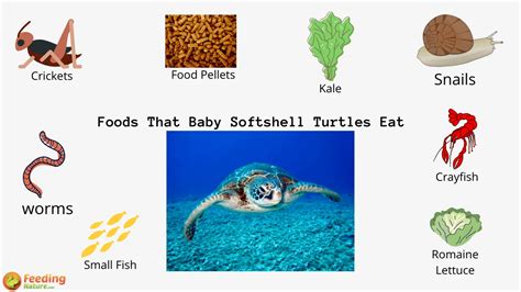 What Do Baby Softshell Turtles Eat Feeding Nature