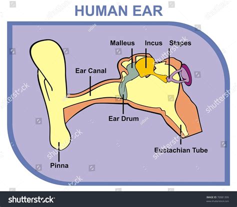 Vector Human Ear Including External Middle And Outer Ear Parts Are