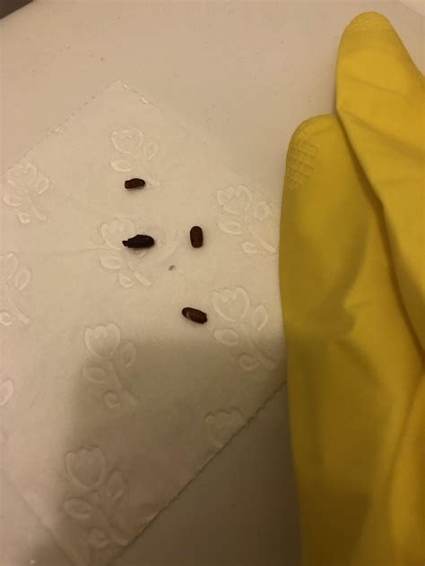 Are These Bed Bugs Casings Rbedbugs