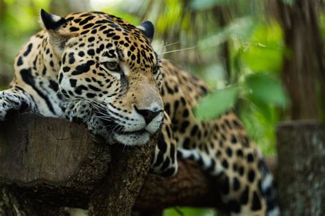 10 Most Amazing Animals In Peru