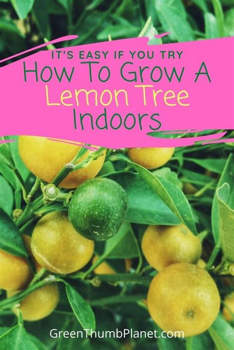 How To Easily Grow A Dwarf Lemon Tree Indoors Indoor Lemon Tree