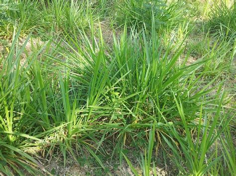 Jenis rumput laut yang dikonsumsi di sana adalah dulse. Petani Kambing Boyolali: Pakan Penentu Produksi Ternak