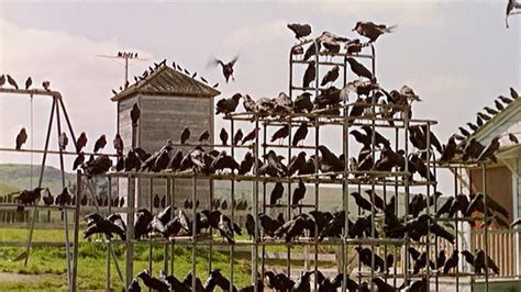 how alfred hitchcock brought the birds titular terrors to life