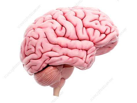 Illustration Of The Human Brain Stock Image F0237033 Science