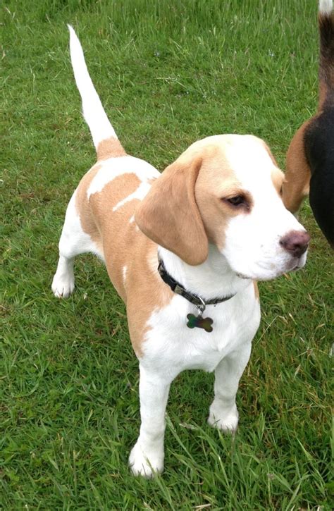 Explore 16 listings for lemon beagle puppies for sale uk at best prices. Beautiful Beagle Puppy of 8 Months for Sale | Welwyn ...