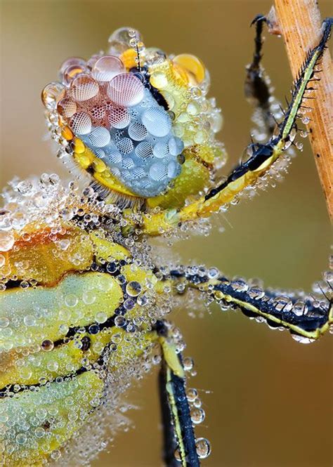 Mind Blowing Examples Of Macro Photography Macro Fotografie Fotografia