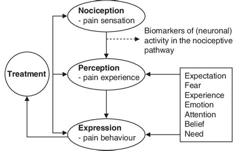 Pathway Of Pain Perception In Humans Reproduced From Kalso 2 With
