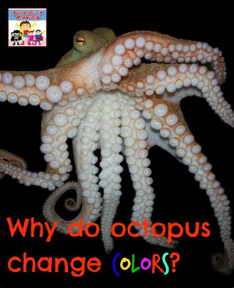Why Octopus Change Color
