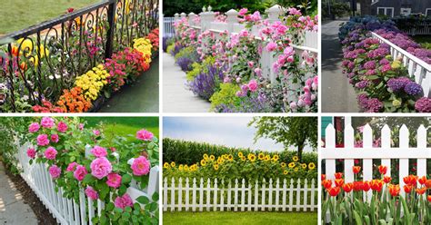 Tree vegetables fence flowers farm vector illustration. Eye-Catching Lovely Garden Fences With Flowers - The ART ...