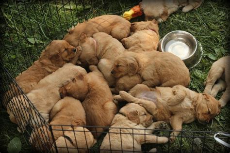 They were always quick getting right back to me. Our AKC Golden Retriever puppies are all worn out after a ...