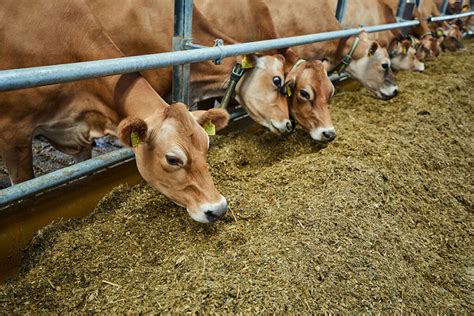 Improving Feed Efficiency Can Reduce Cattle Emissions Dairy Global