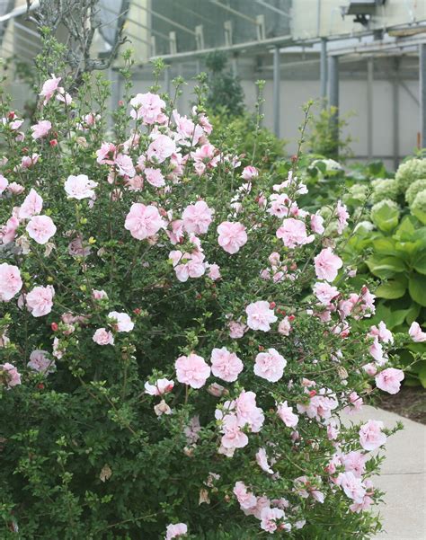 pink chiffon® rose of sharon hibiscus syriacus rose of sharon front yard plants hibiscus