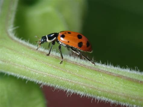 Free Images Insect Ladybug Pest Invertebrate Macro Photography