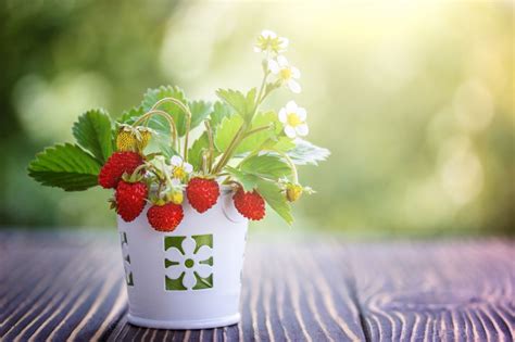 Berry Container Gardening Growing And Caring For Berries In Pots