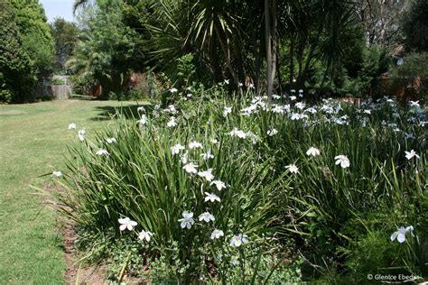 Dietes Grandiflora Plantbook