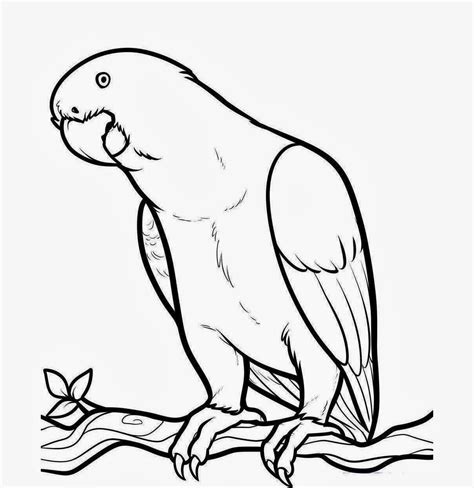 Colours Drawing Wallpaper Animal Coloring Pages Parrot Drawing