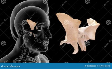 Human Skeleton Skull Bone Sphenoid Bone Stock Illustration