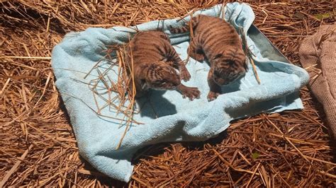In Pics Two Royal Bengal Tigers Cubs Born In Assam Zoo India News