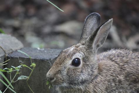 However, it can also refer to the genus rudbeckia plants that have similar flowers. Perennials Rabbits Do Not Eat | eHow
