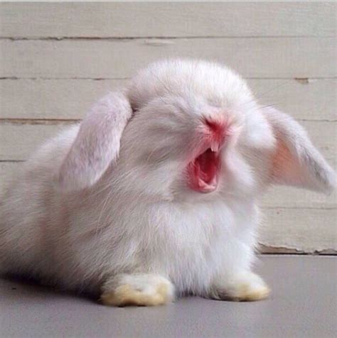 17 smol and sleepy bunnies letting out big yawns