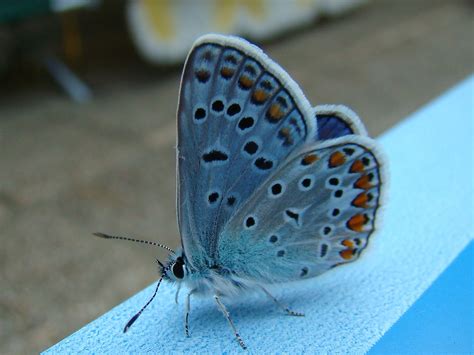 Butterfly Free Stock Photo Close Up Of A Blue