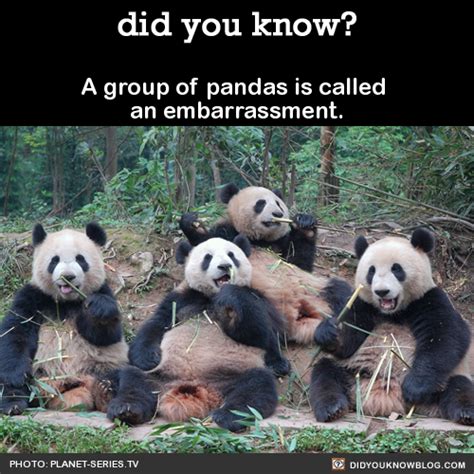 A Group Of Pandas Is Called Karina Has Thomas