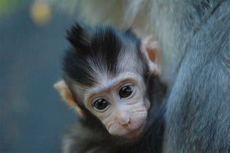 Cute Baby Animals List Ideas In 2022 Zoo Animals