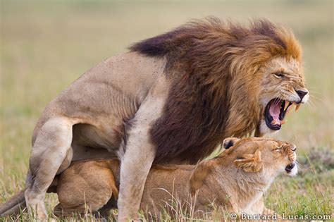 Male Lion Mating Burrard Lucas Photography