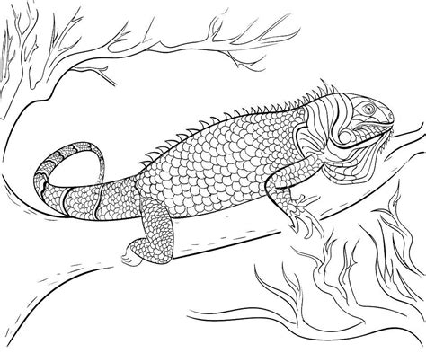 iguana coloring pages    print